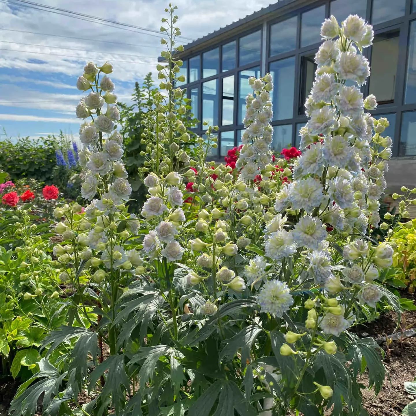 Delphinium Elatum Seeds