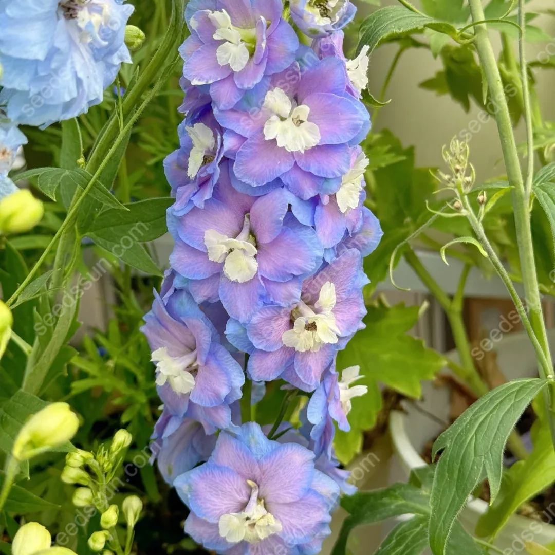 Delphinium Elatum Seeds