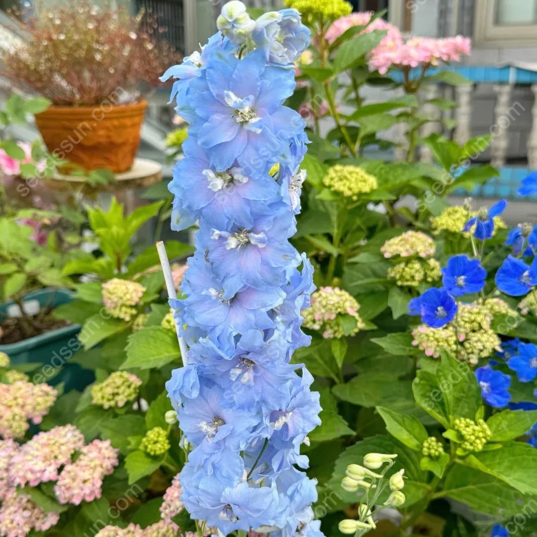 Delphinium Elatum Seeds