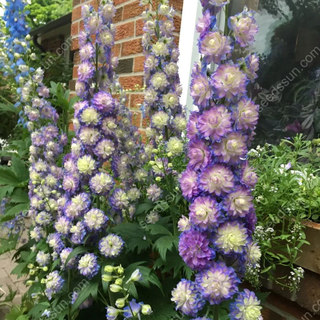 Delphinium Elatum Seeds