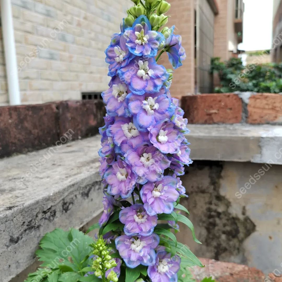 Delphinium Elatum Seeds