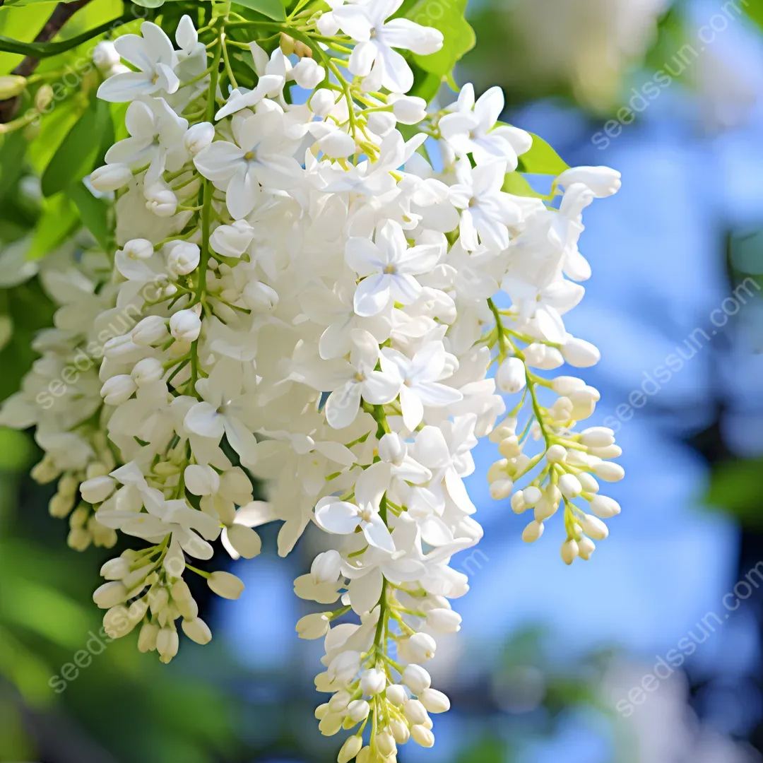 Syringa Vulgaris Seeds