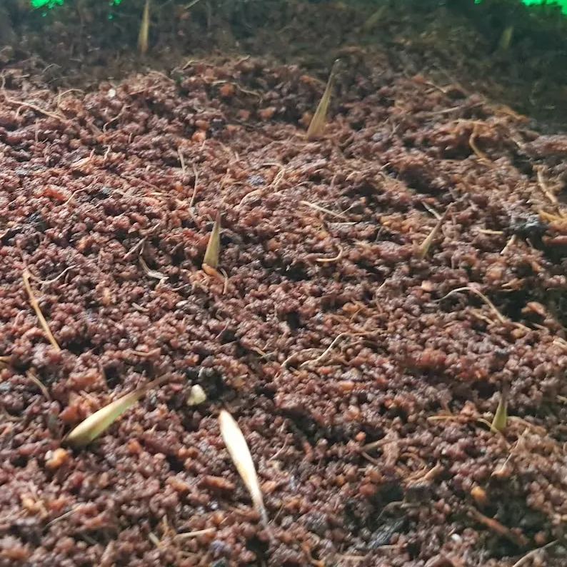 Rare Purple Bamboo Seeds