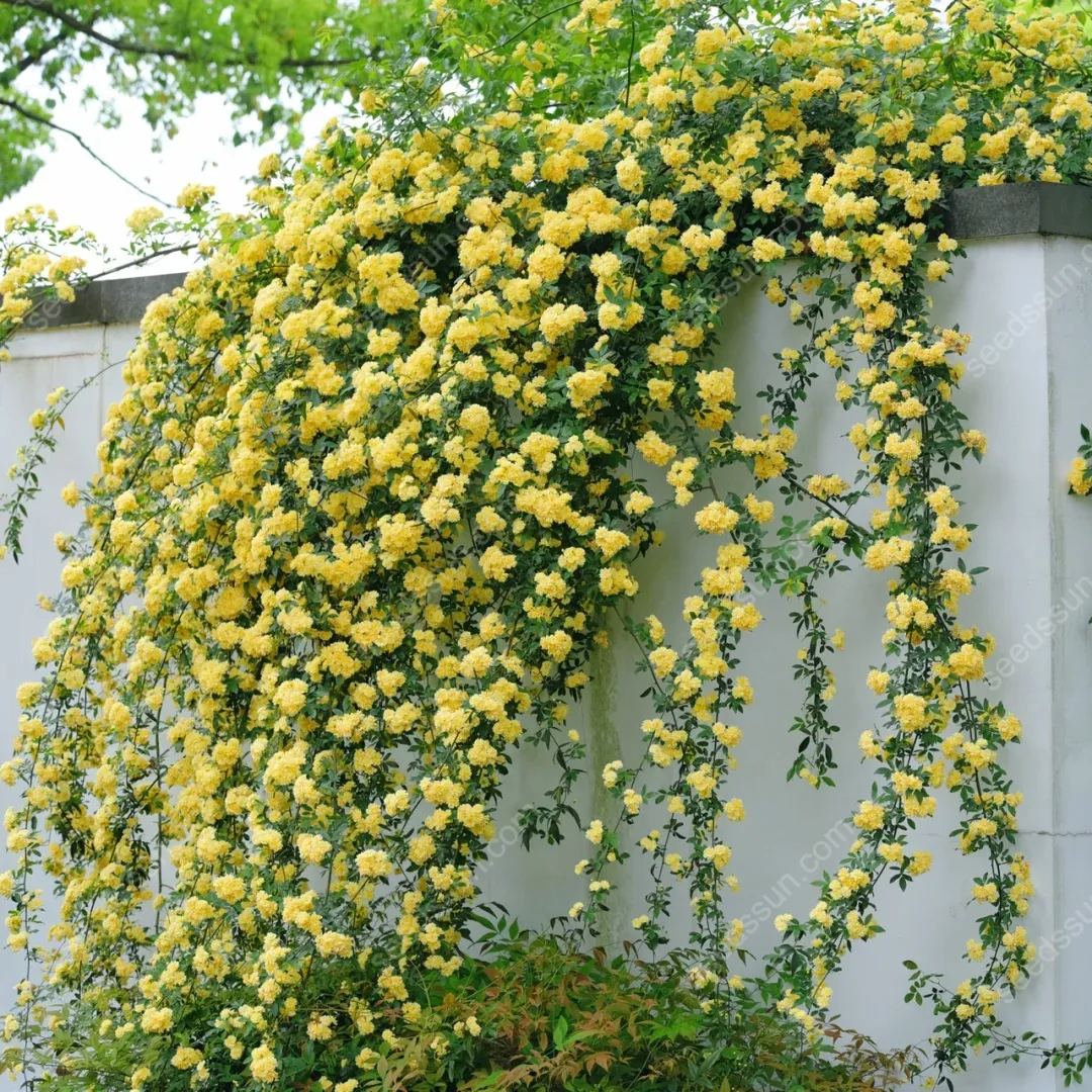 Redwood Creeper Flower Seeds🥰Last Day Sale - 60% OFF