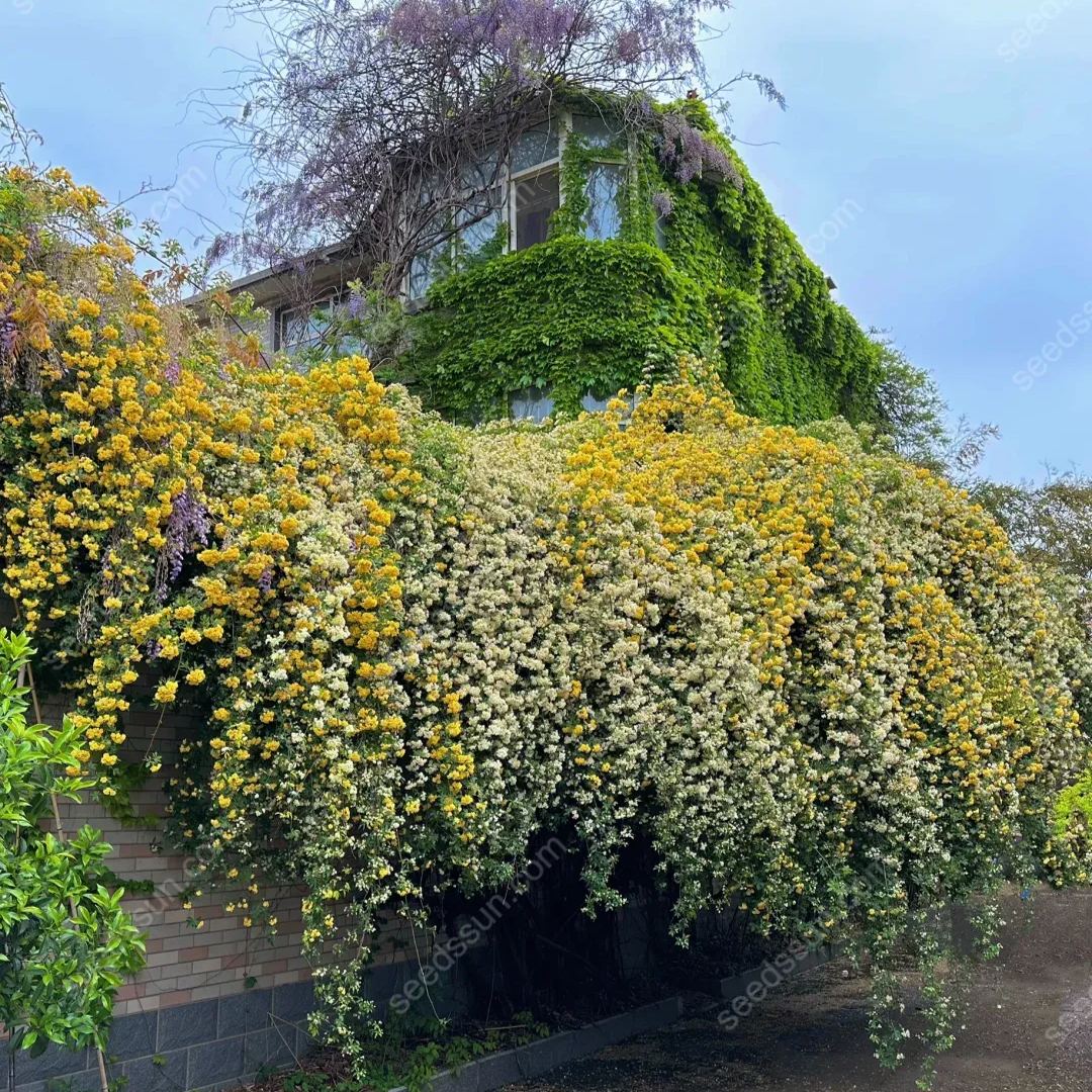 Redwood Creeper Flower Seeds🥰Last Day Sale - 60% OFF