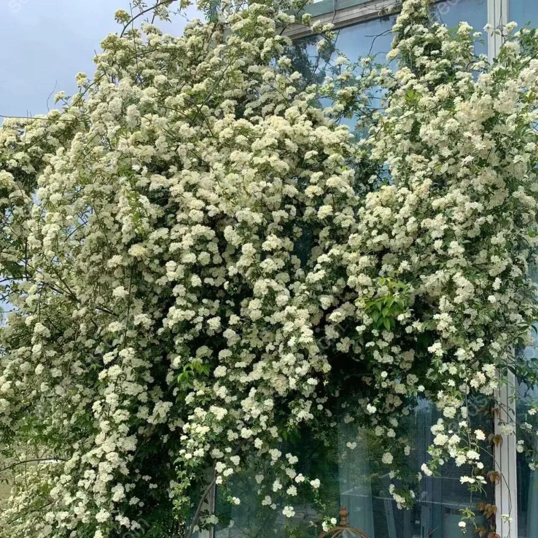Redwood Creeper Flower Seeds🥰Last Day Sale - 60% OFF