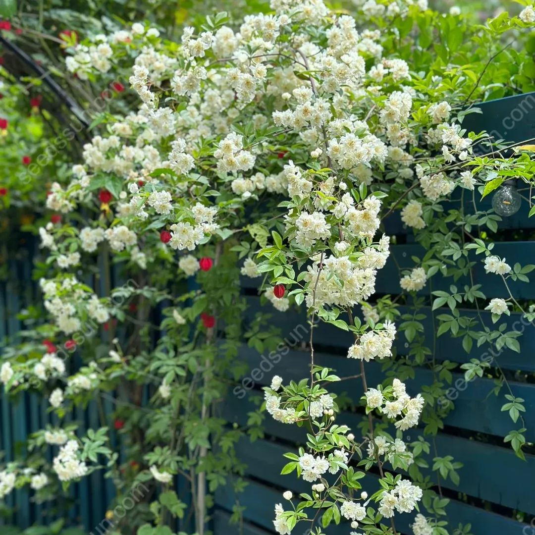 Redwood Creeper Flower Seeds🥰Last Day Sale - 60% OFF