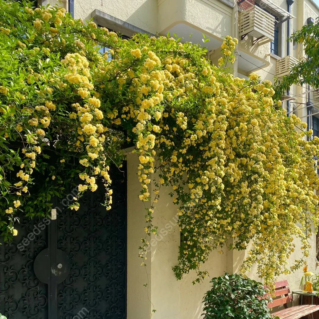 Redwood Creeper Flower Seeds🥰Last Day Sale - 60% OFF