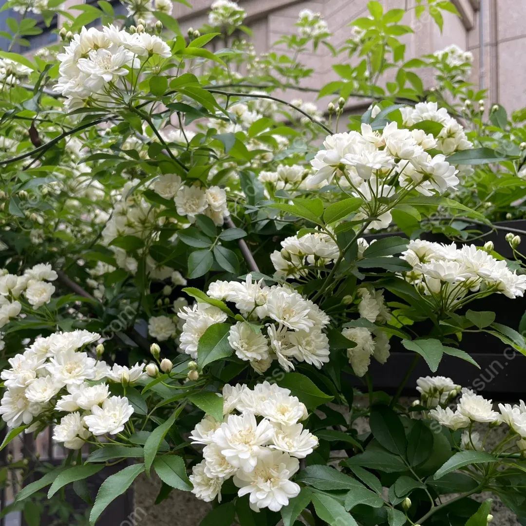 Redwood Creeper Flower Seeds🥰Last Day Sale - 60% OFF