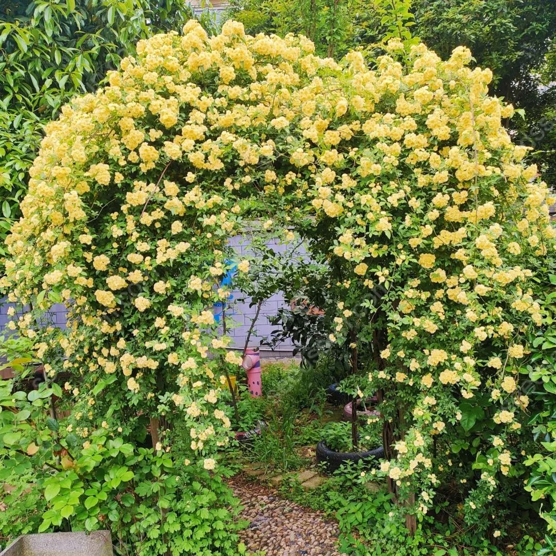 Redwood Creeper Flower Seeds🥰Last Day Sale - 60% OFF