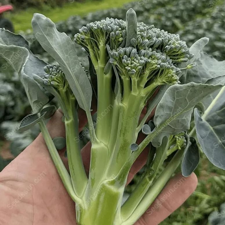 Broccoli Seeds-Four Seasons Balcony Potted Vegetables