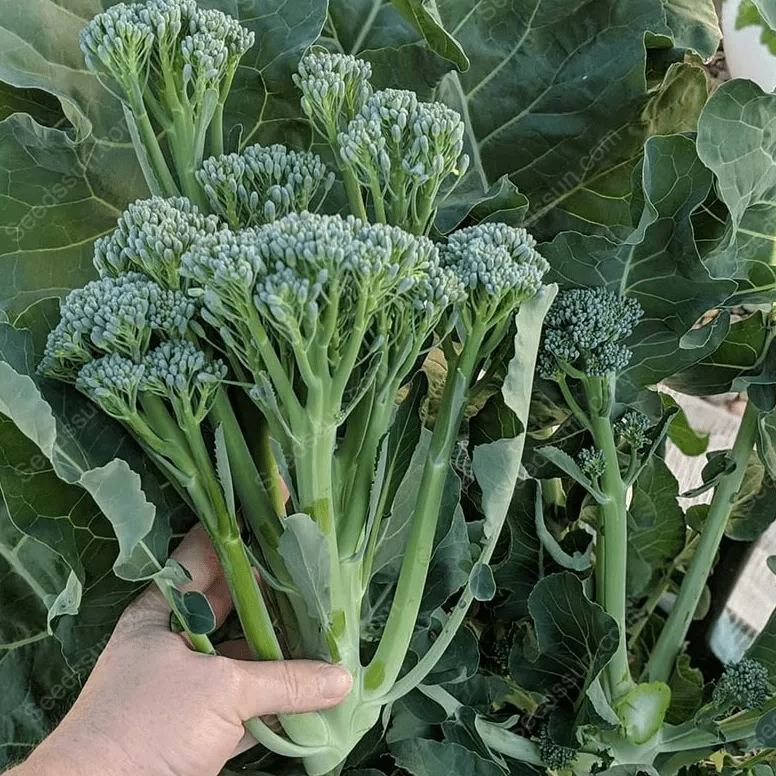 Broccoli Seeds-Four Seasons Balcony Potted Vegetables