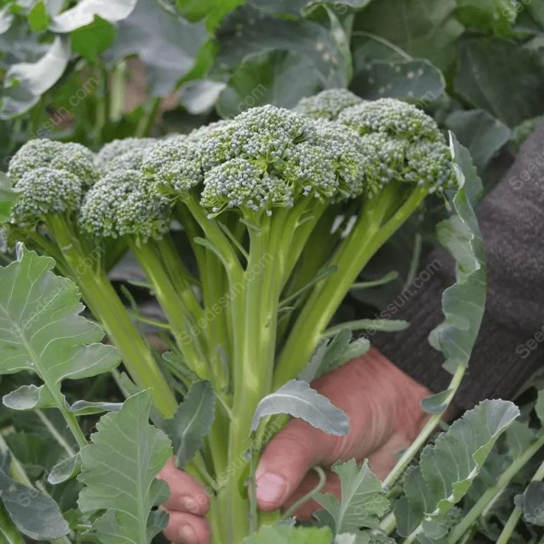 Broccoli Seeds-Four Seasons Balcony Potted Vegetables