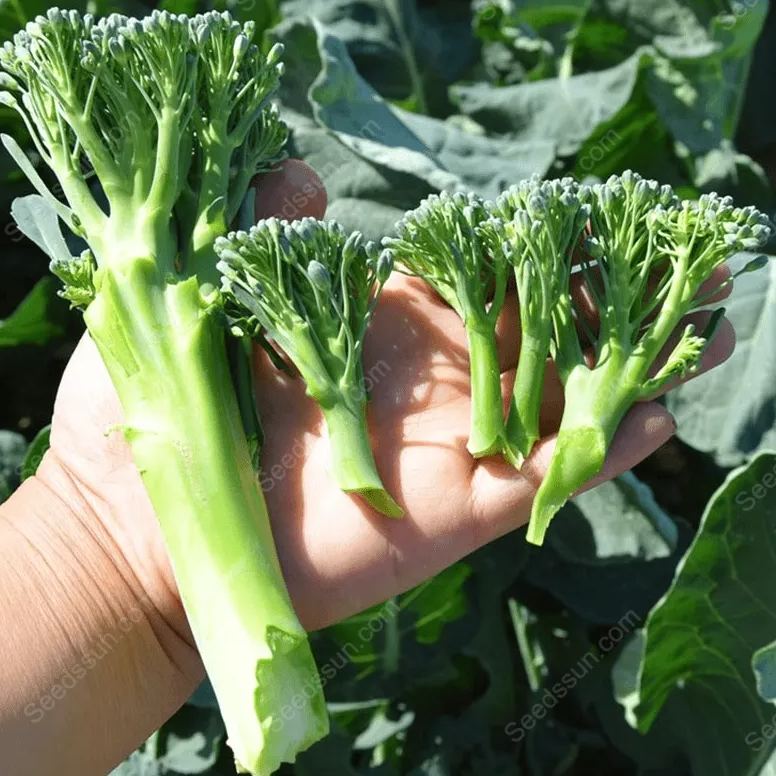 Broccoli Seeds-Four Seasons Balcony Potted Vegetables