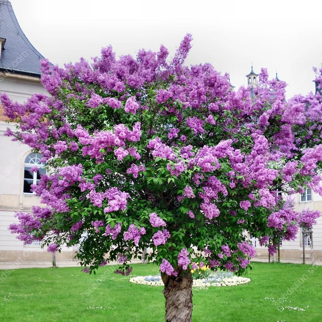 Syringa Vulgaris Seeds💜Last Day Sale - 60% OFF🔥