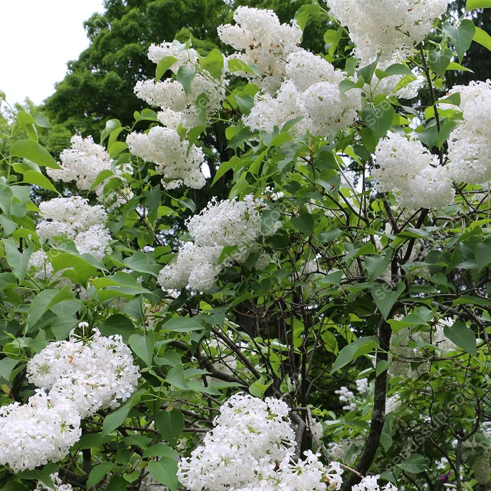 Syringa Vulgaris Seeds💜Last Day Sale - 60% OFF🔥