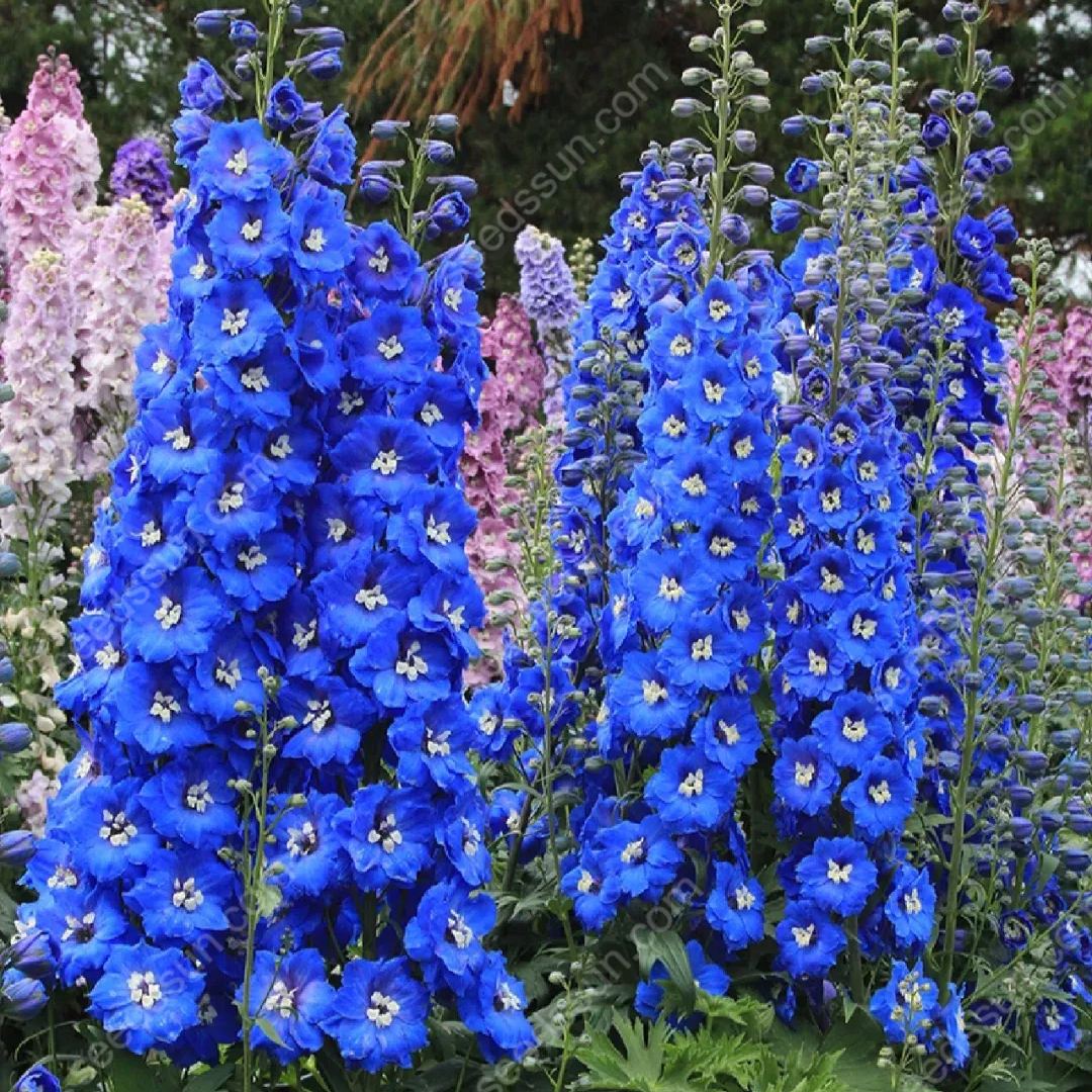 Delphinium Elatum Seeds💙Last Day Sale - 60% OFF🔥
