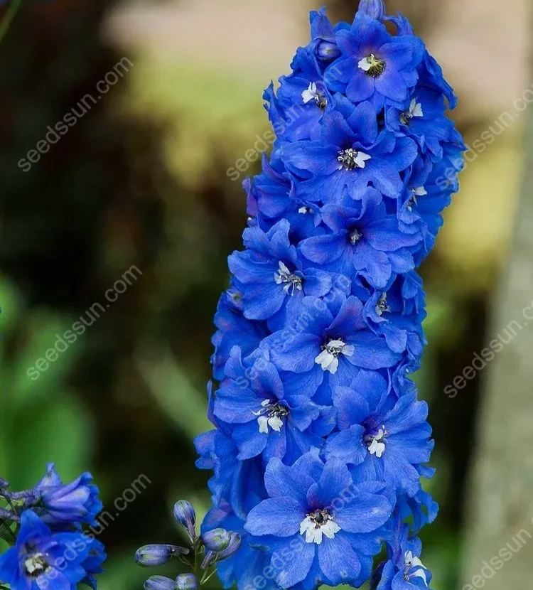 Delphinium Elatum Seeds💙Last Day Sale - 60% OFF🔥