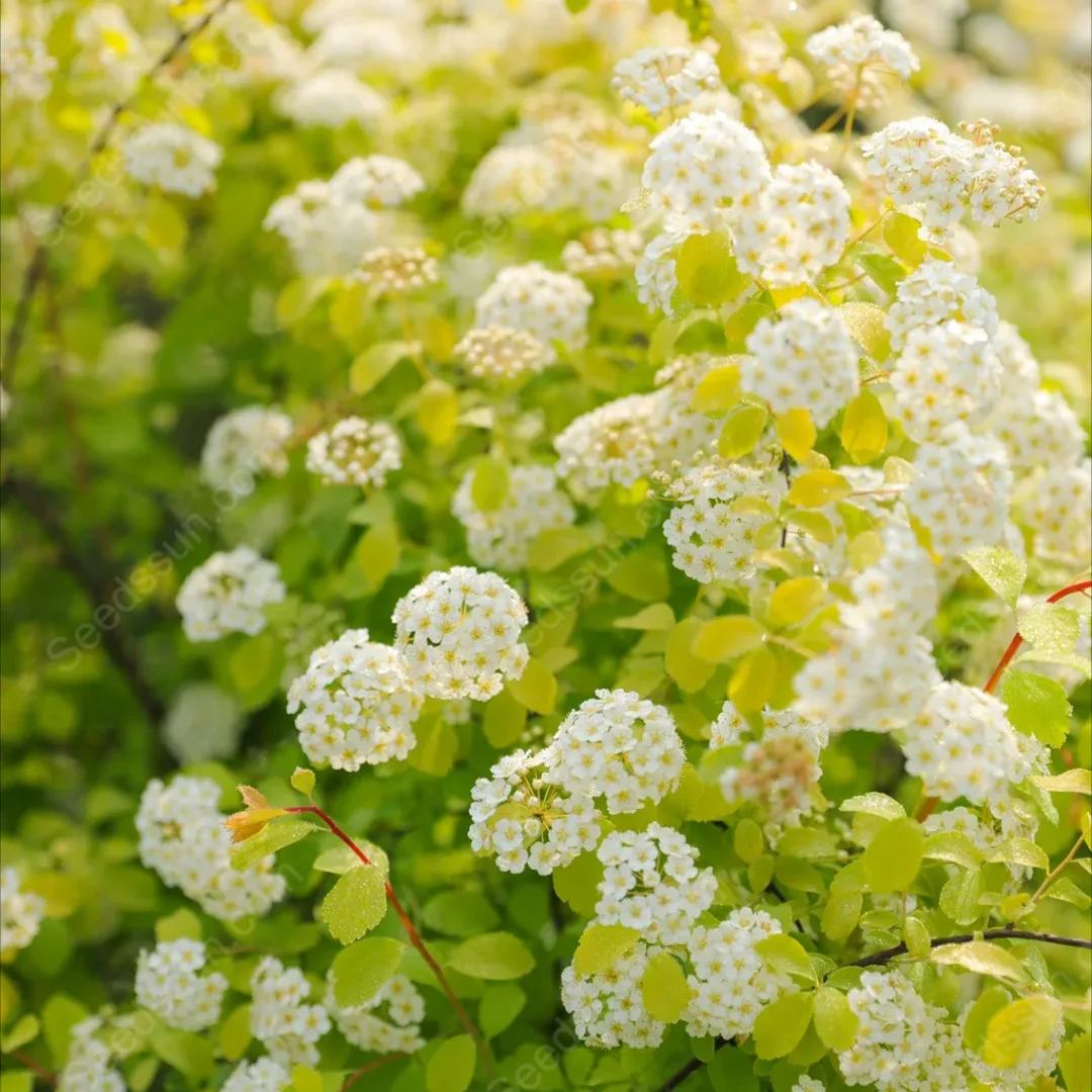 Golden Fountain Spiraea Seeds