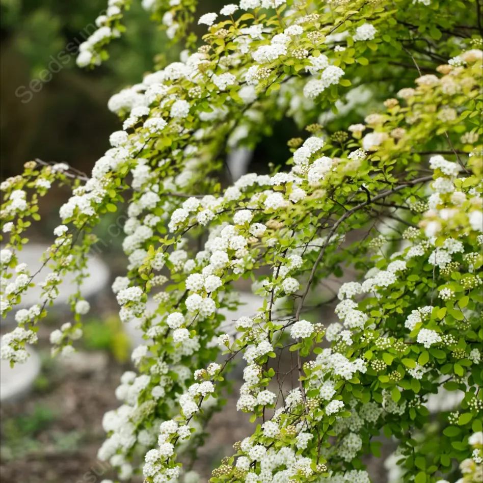 Golden Fountain Spiraea Seeds