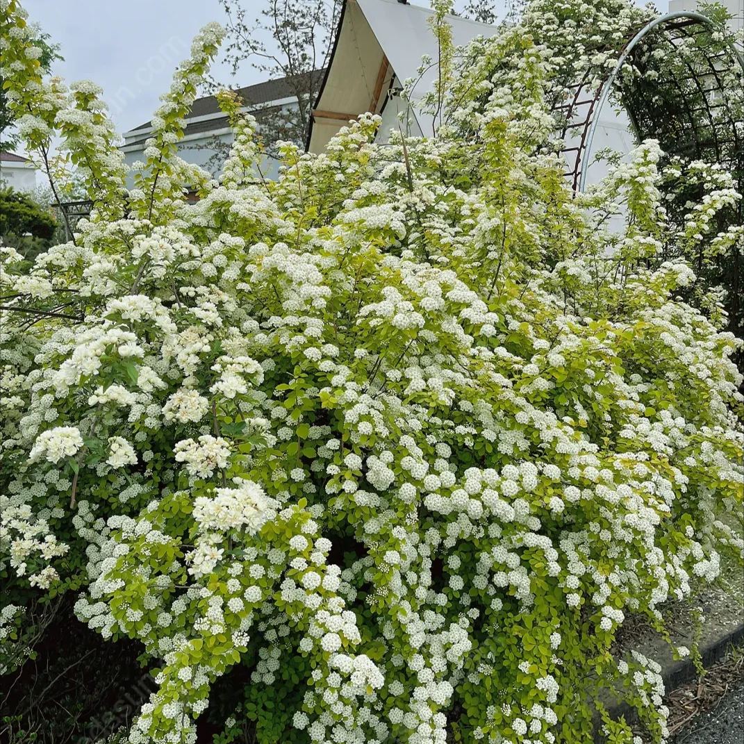 Golden Fountain Spiraea Seeds