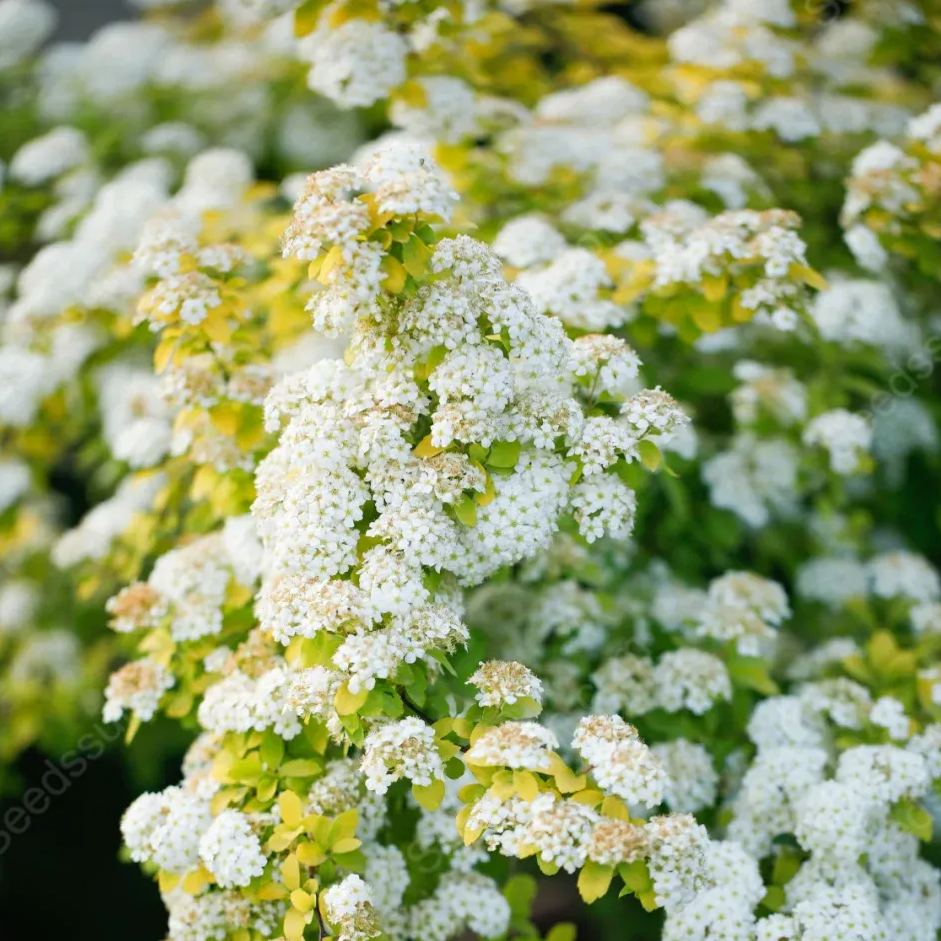 Golden Fountain Spiraea Seeds