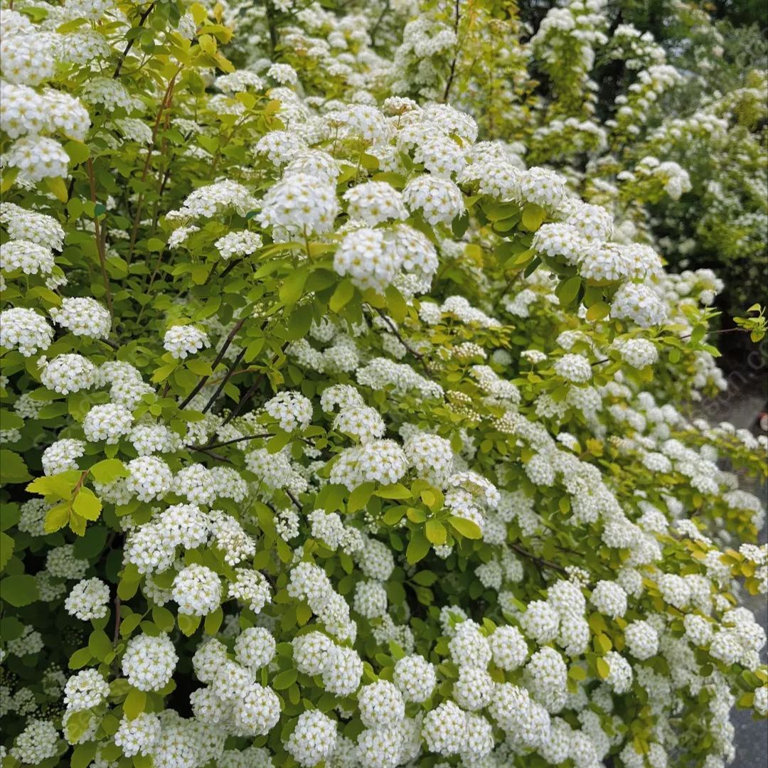 Golden Fountain Spiraea Seeds
