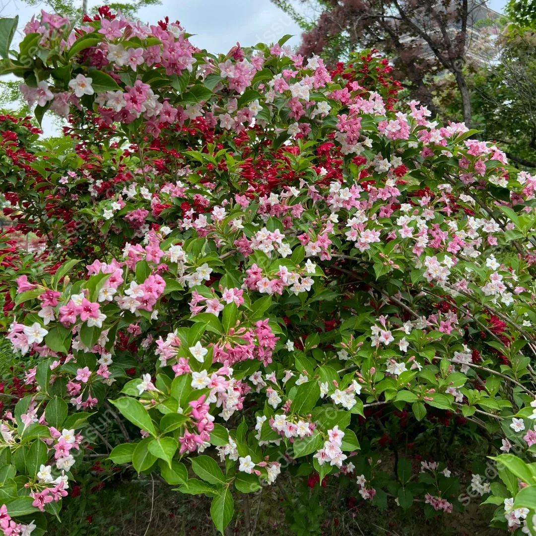Weigela Florida Seeds