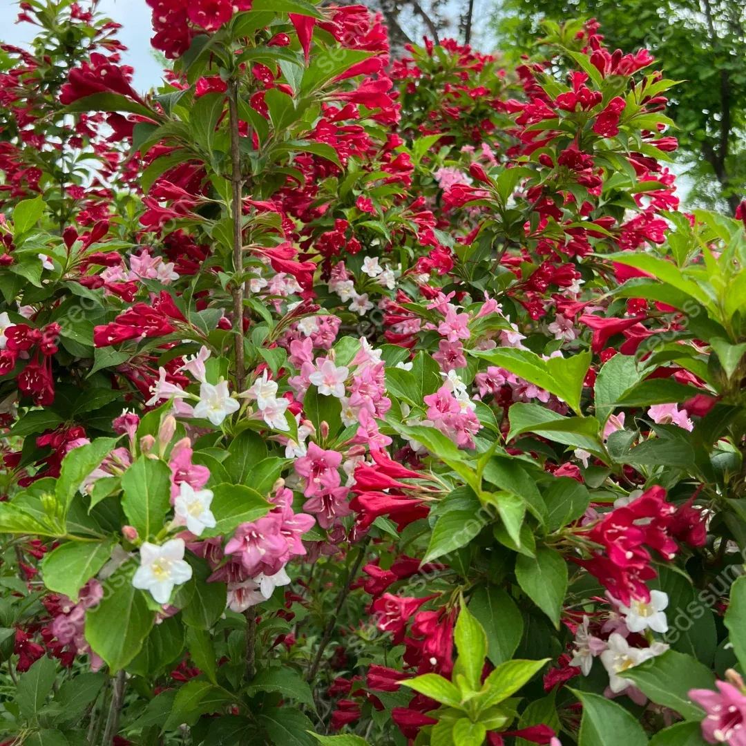 Weigela Florida Seeds