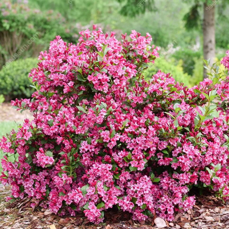Weigela Florida Seeds