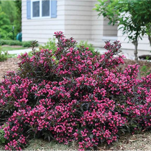 Weigela Florida Seeds