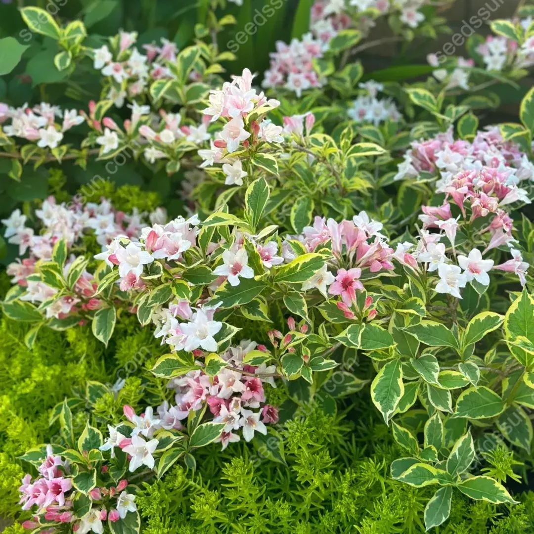 Weigela Florida Seeds