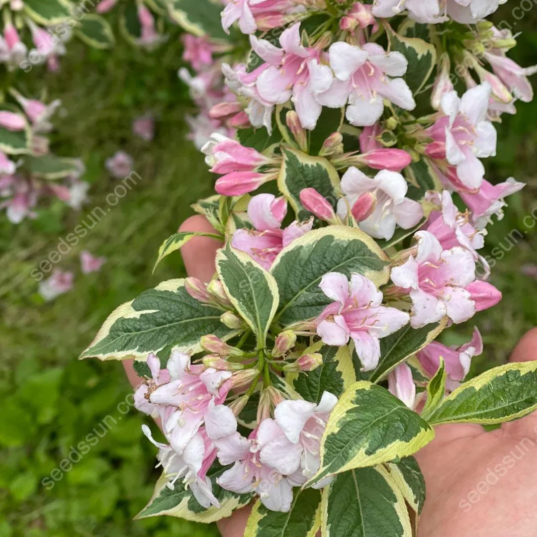 Weigela Florida Seeds