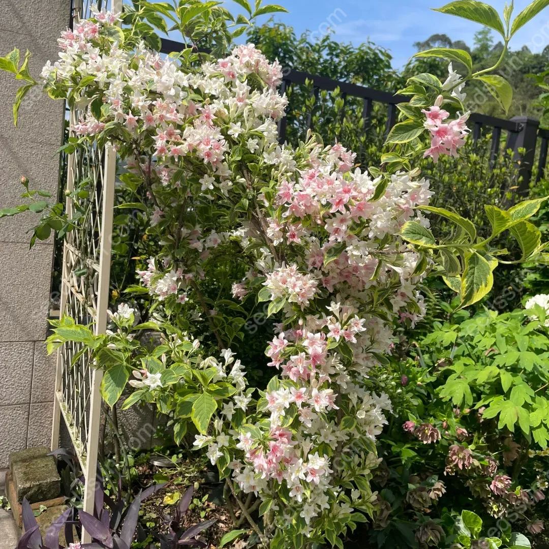Weigela Florida Seeds