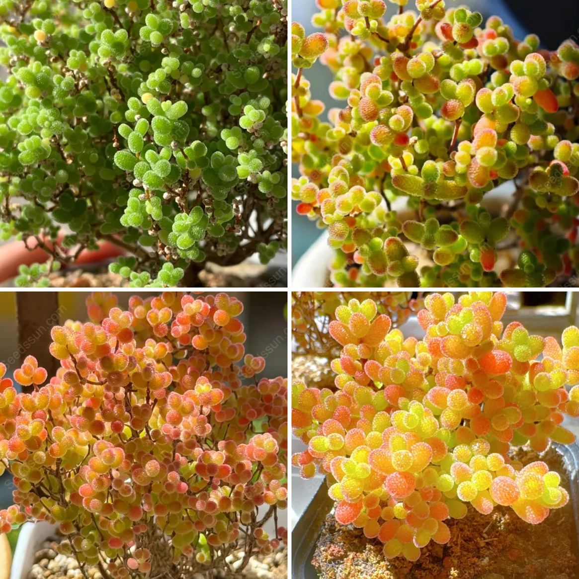 Fine Succulent Plants-Conophytum Bilobum Flower Seeds