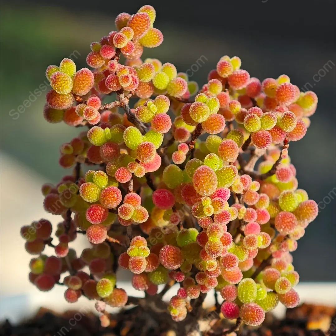 Fine Succulent Plants-Conophytum Bilobum Flower Seeds