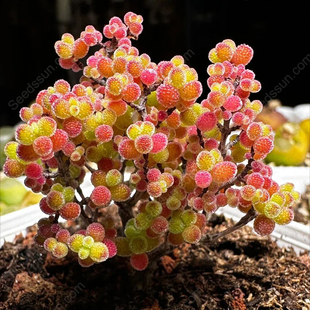 Fine Succulent Plants-Conophytum Bilobum Flower Seeds
