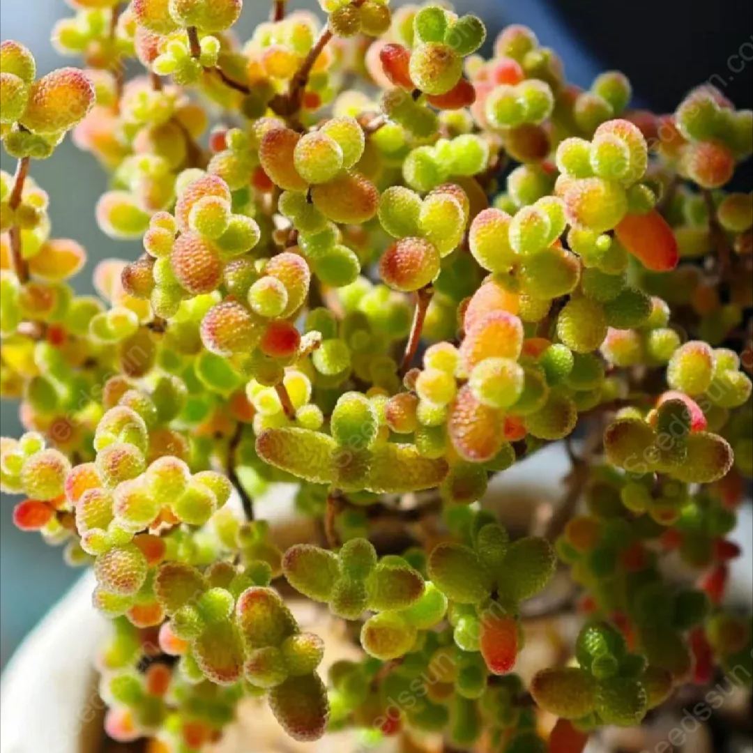 Fine Succulent Plants-Conophytum Bilobum Flower Seeds