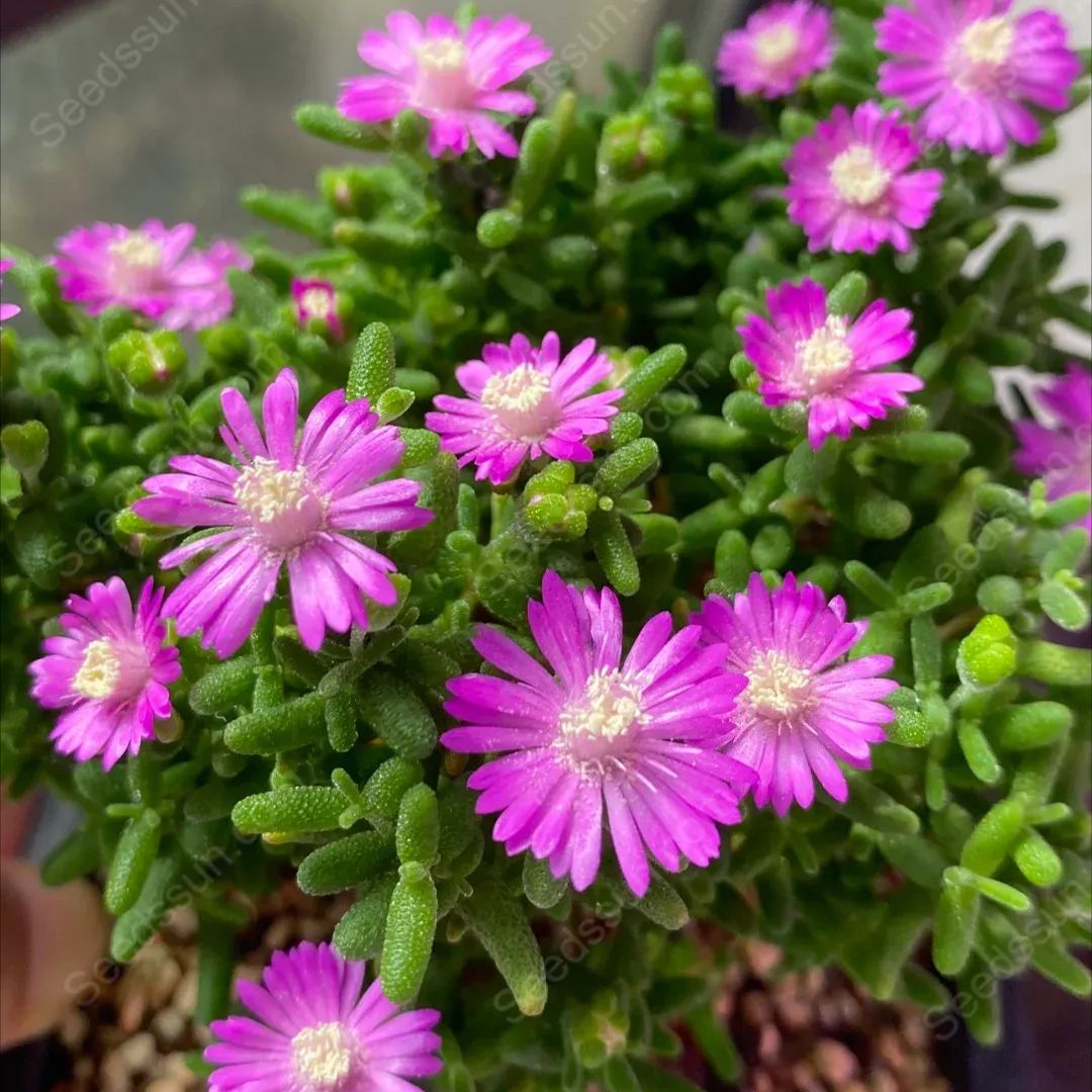 Fine Succulent Plants-Conophytum Bilobum Flower Seeds