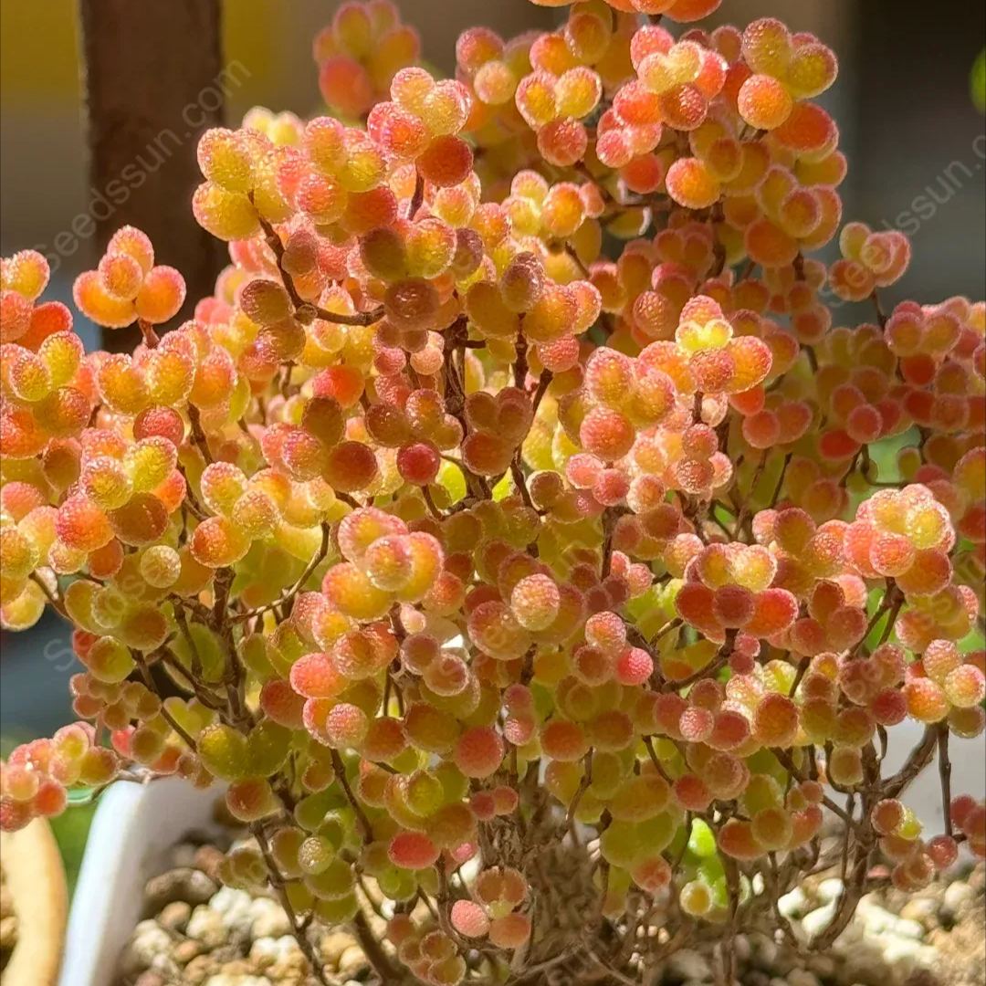 Fine Succulent Plants-Conophytum Bilobum Flower Seeds