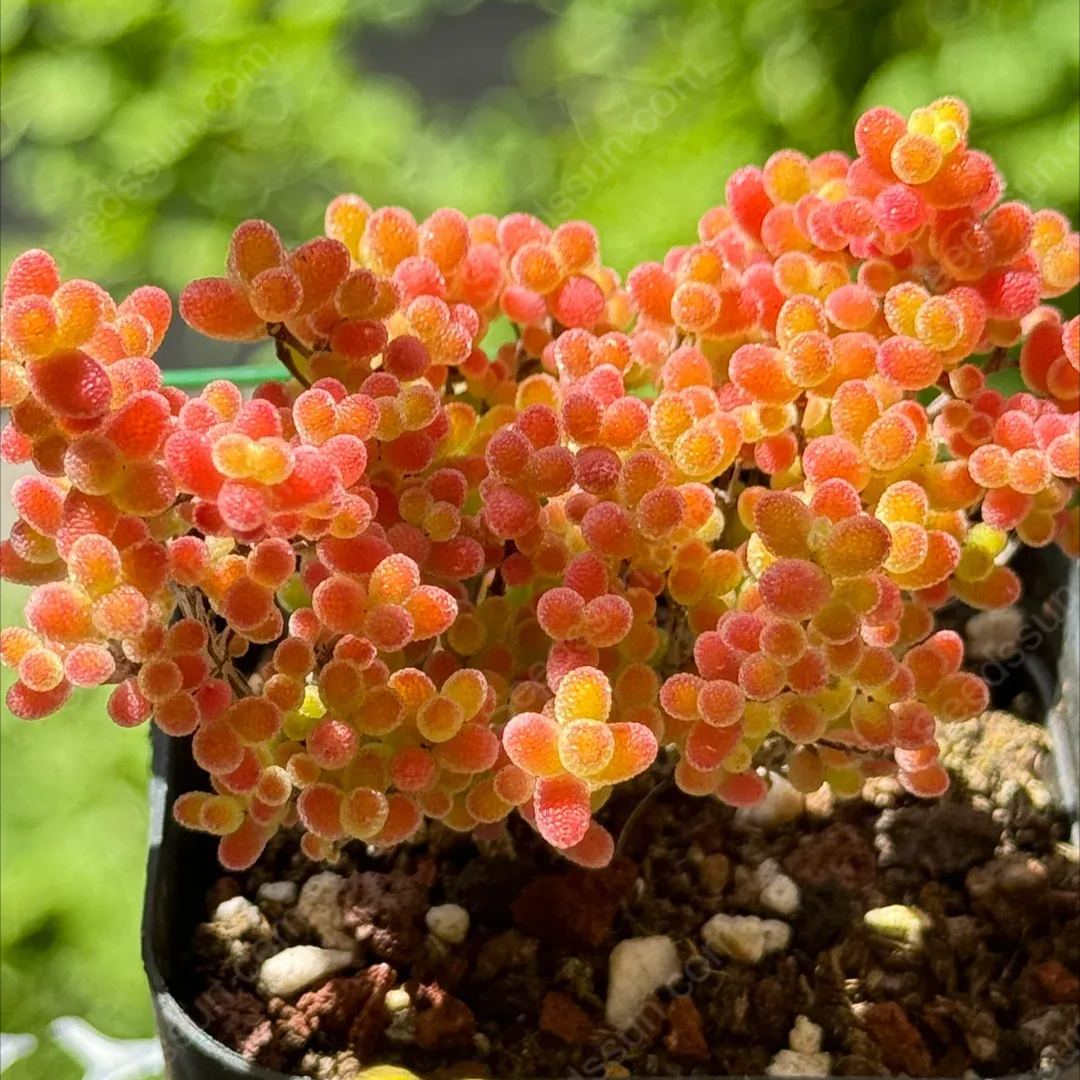Fine Succulent Plants-Conophytum Bilobum Flower Seeds