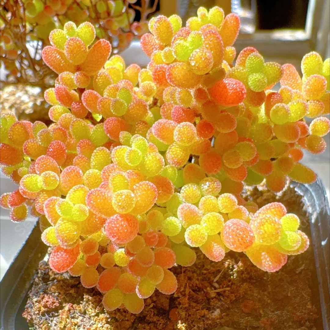 Fine Succulent Plants-Conophytum Bilobum Flower Seeds