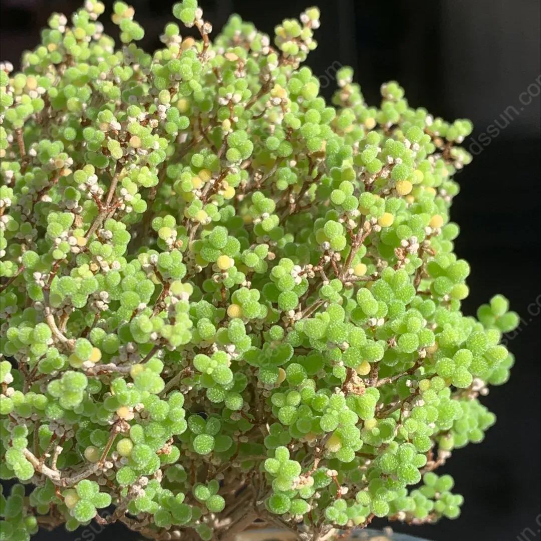 Fine Succulent Plants-Conophytum Bilobum Flower Seeds