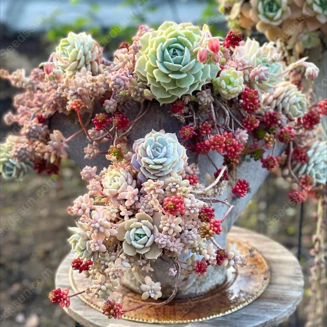 Succulent Seed Collection-Easy to Grow in Summer