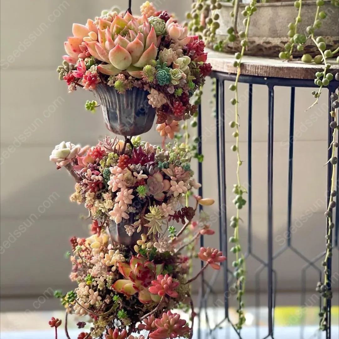 Succulent Seed Collection-Easy to Grow in Summer