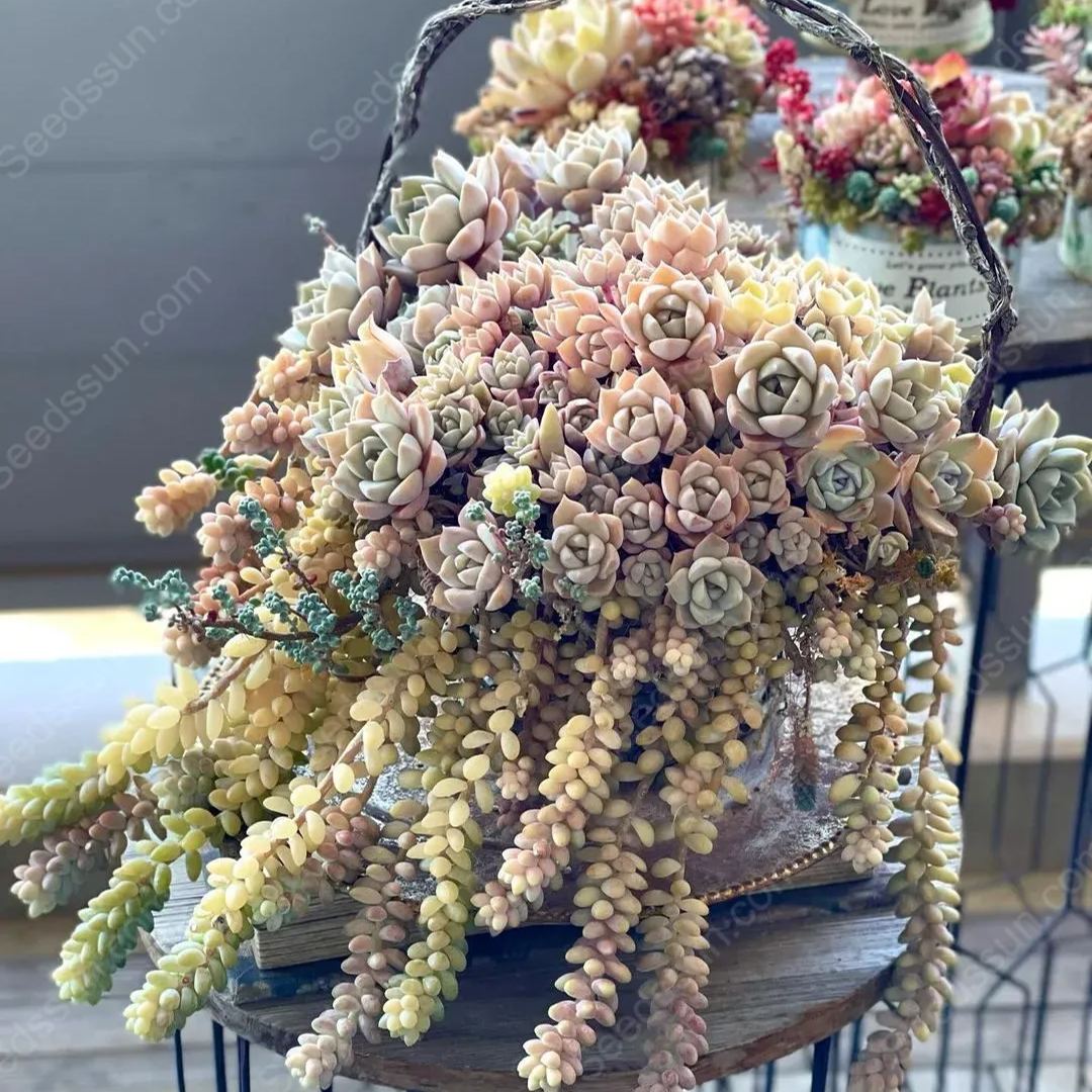 Succulent Seed Collection-Easy to Grow in Summer