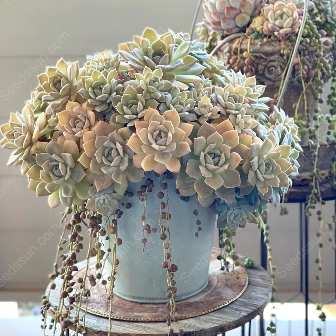 Succulent Seed Collection-Easy to Grow in Summer