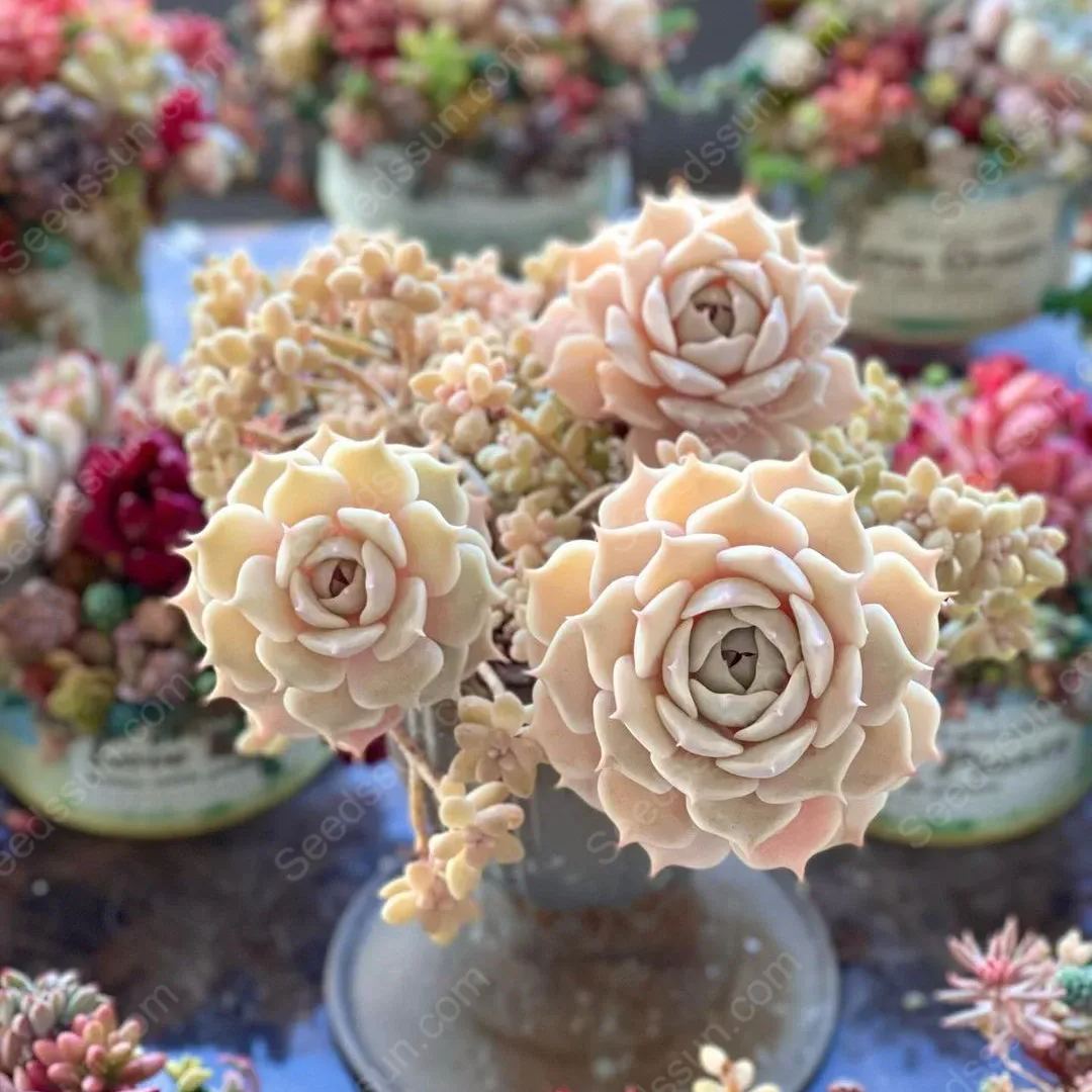 Succulent Seed Collection-Easy to Grow in Summer