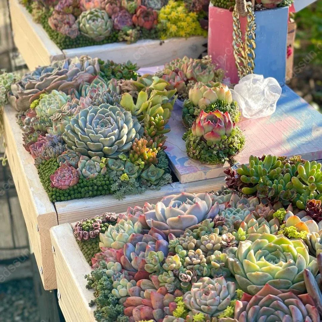 Succulent Seed Collection-Easy to Grow in Summer