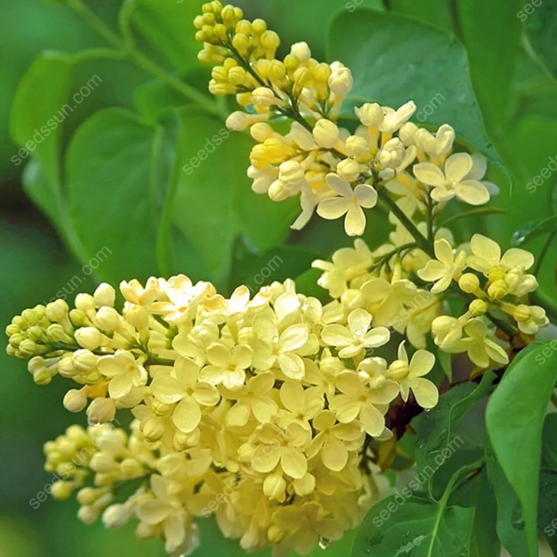 Syringa Vulgaris Seeds💜Last Day Sale - 60% OFF🔥